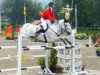 stallion Roughan Sparrow (Connemara Pony, 2003, from Glenayre Silver Fox)