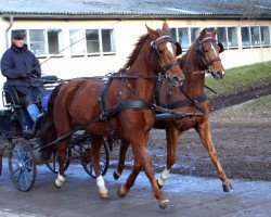 horse Wildrose (Hanoverian, 2005, from Warkant)