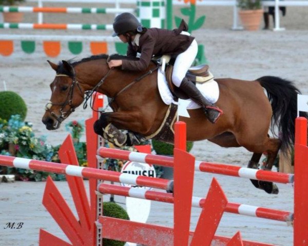 jumper Rolls D'Angrie (French Pony, 2005, from Linaro)