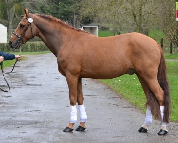 stallion Selliany Candy (French Pony, 2006, from Kantje's Ronaldo)