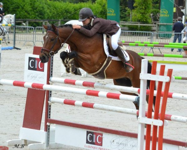 horse Soleil D'Angrie (French Pony, 2006, from Linaro)