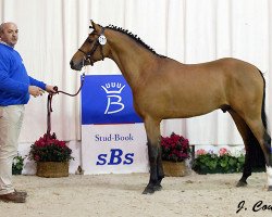 stallion Cordo H (Nederlands Rijpaarden en Pony, 2003, from Casper)