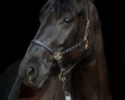 dressage horse Waicucci (Hanoverian, 2005, from Wolkentanz I)