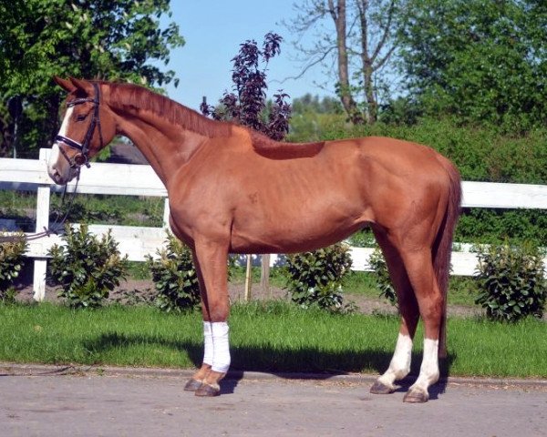 horse Typvolle 4-jährige Stute von Lemony´s Nicket (Hanoverian, 2014)