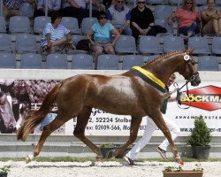 broodmare Toto’s Ruby (Hanoverian, 2013, from Totilas)