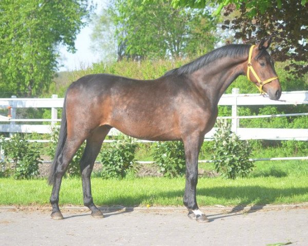 Pferd Schicker 3-jähriger Wallach von Dancier (Hannoveraner, 2015)