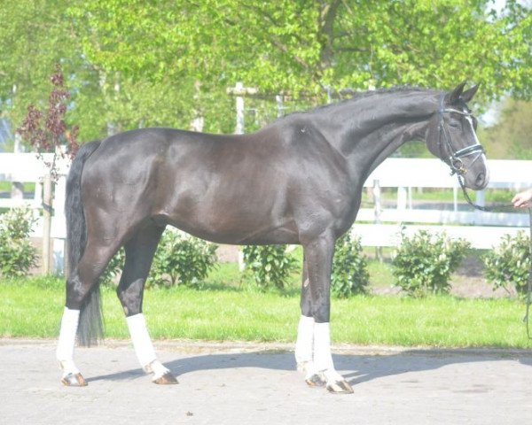 horse Bildschöner 6-jähriger Wallach von London Lightning (Hanoverian, 2012)