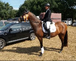 dressage horse Lucy D (Oldenburg, 2005, from Emilion)