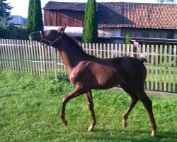 dressage horse Gianduja (German Sport Horse, 2017, from Ben Benicio)