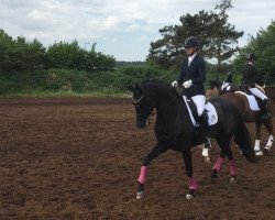 dressage horse Lucrezia Borgia 7 (Hanoverian, 2014, from Londontime)