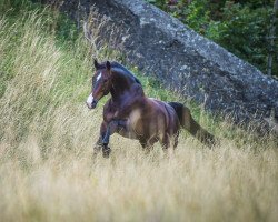 Springpferd Ubi Z (Zangersheide Reitpferd, 2007, von Untouchable Z)