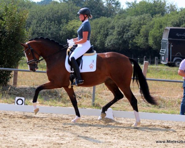 dressage horse Alice im Wunderland 4 (Westphalian, 2015, from Apollon)