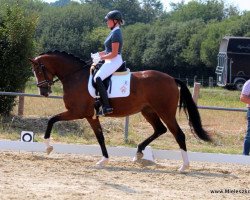 dressage horse Alice im Wunderland 4 (Westphalian, 2015, from Apollon)