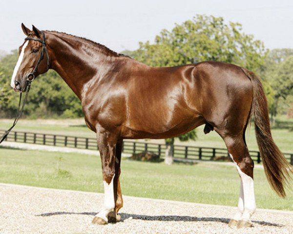 stallion Nassau (KWPN (Royal Dutch Sporthorse), 1995, from Roemer)