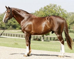 stallion Nassau (KWPN (Royal Dutch Sporthorse), 1995, from Roemer)