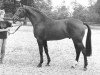 stallion Einstein (KWPN (Royal Dutch Sporthorse), 1986, from Roemer)