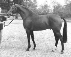 stallion Einstein (KWPN (Royal Dutch Sporthorse), 1986, from Roemer)