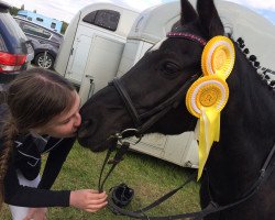 jumper D' Artagnan 6 (German Riding Pony, 2002, from Doodoo)