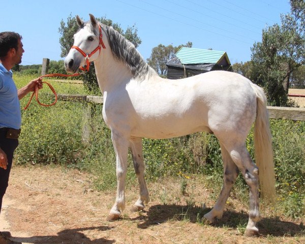 Pferd BUFALO (Pura Raza Espanola (PRE), 2009)