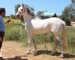 horse Bufalo (Pura Raza Espanola (PRE), 2009)