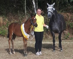 dressage horse Der Edelbert (German Riding Pony, 2018, from Dance Star AT)