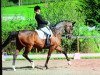 dressage horse Dacapo 265 (Westphalian, 2005, from Dancing Dynamite)