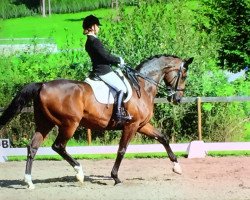 dressage horse Dacapo 265 (Westphalian, 2005, from Dancing Dynamite)