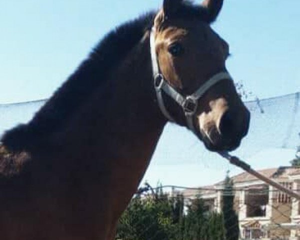 Pferd DIEGO (Andalusier, 2017)