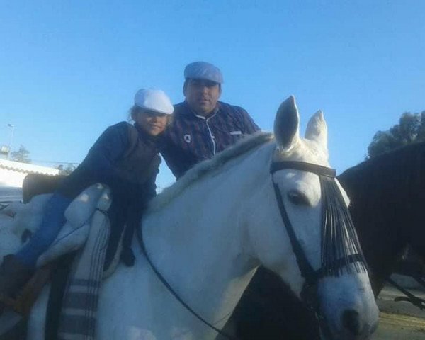 horse FLAMENCA (Andalusier,  )