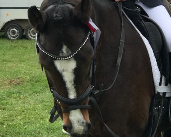 dressage horse Menuett 40 (New Forest Pony, 0000, from Poppings Marribo)