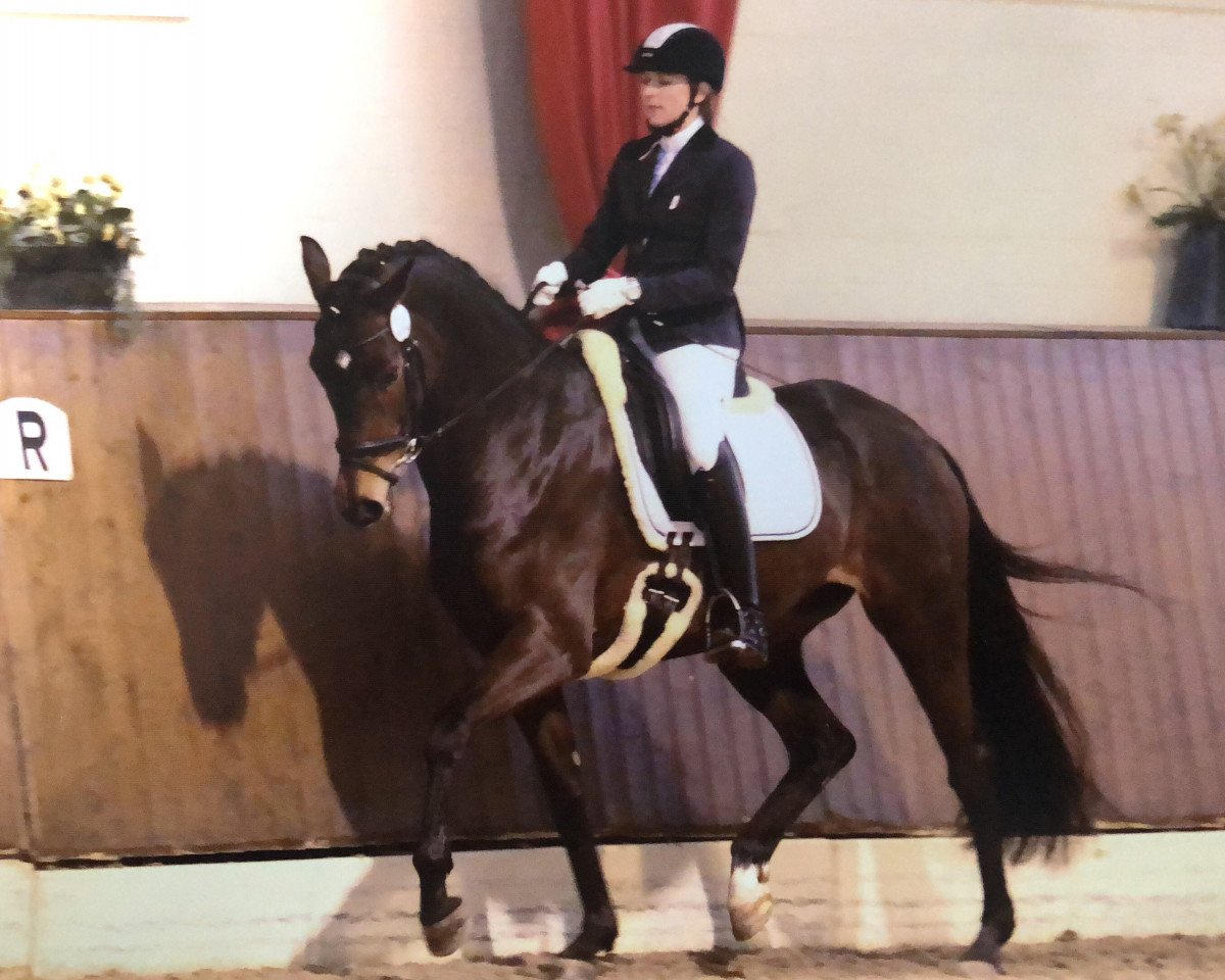 dressage horse Fever Tree (Hanoverian, 2013, from Fürstenball)