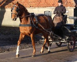 Pferd Sonnengraf (Trakehner, 2009, von Graziello)