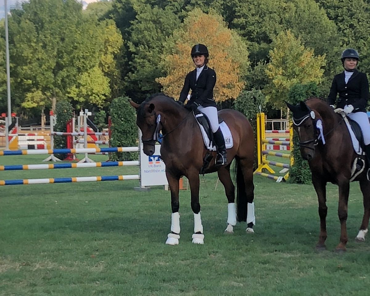 dressage horse Solitär II (Trakehner, 2008, from Gut Saalhoff's Canzler)