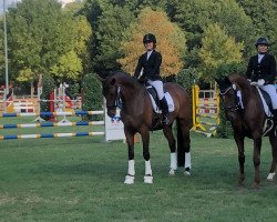 dressage horse Solitär II (Trakehner, 2008, from Gut Saalhoff's Canzler)