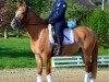 dressage horse Donovan 140 (German Riding Pony, 2015, from Dornik B)