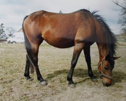 broodmare Daffa ShA (Shagya Arabian, 1983, from Abdullah 1975 ox)