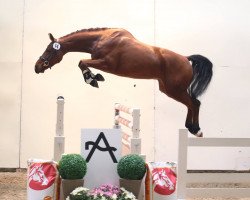 horse Alejandro (Austrian Warmblood, 2011, from Alexander der Grosse Z)