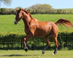 Springpferd Classic Sylt (Hannoveraner, 2007, von Chacco-Blue)