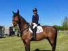 dressage horse Eike von Bo (Hanoverian, 2006, from El Bundy)