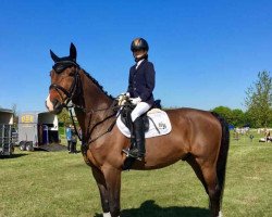 dressage horse Eike von Bo (Hanoverian, 2006, from El Bundy)