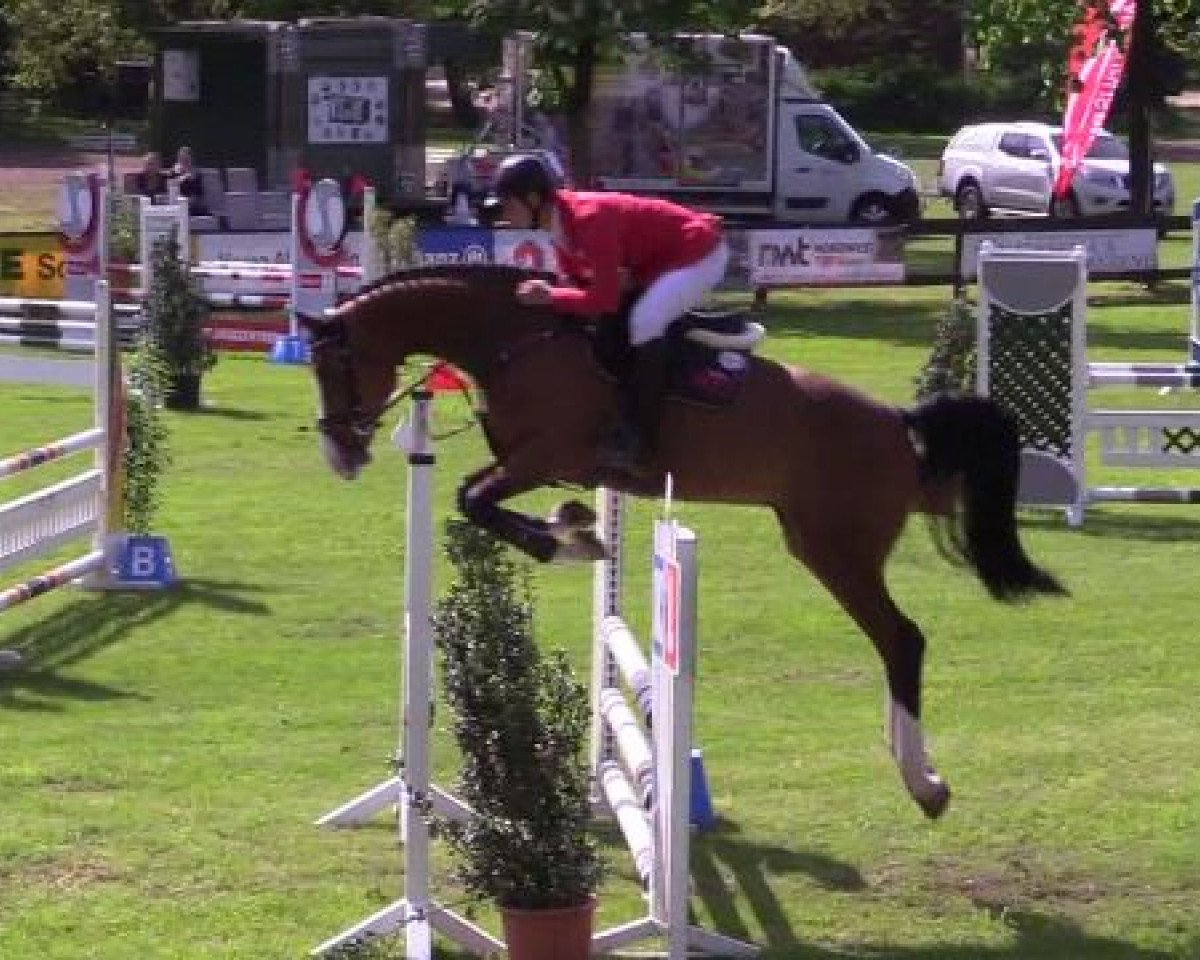 Springpferd Lynnwood (Oldenburger Springpferd, 2013, von Lyjanero)