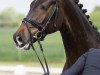 dressage horse Feivel Star (Rhinelander, 2014, from Feedback 16)