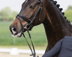 dressage horse Feivel Star (Rheinländer, 2014, from Feedback 16)