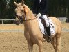 dressage horse Golden Casper (German Riding Pony, 2015, from HET Golden Dream)