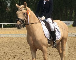 Dressurpferd Golden Casper (Deutsches Reitpony, 2015, von HET Golden Dream)