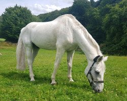 horse Carlsberg 2 (Holsteiner, 1992, from Capitol I)