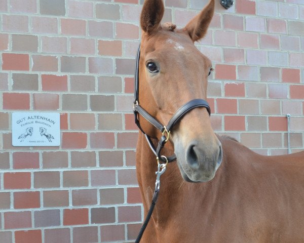 jumper Stassina (Oldenburg show jumper, 2014, from Stakkato)