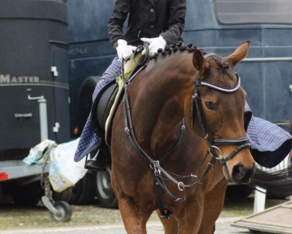 broodmare Proudashi xx (Thoroughbred, 2002, from Shinko Forest xx)