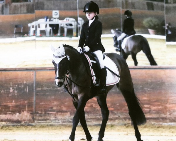 dressage horse Phelia 4 (German Riding Pony, 2009, from Pilatus)