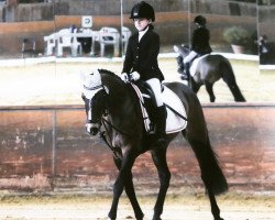 Dressurpferd Phelia 4 (Deutsches Reitpony, 2009, von Pilatus)